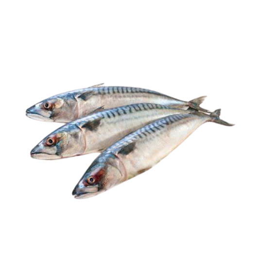 Mackerel (Per g) // RAW