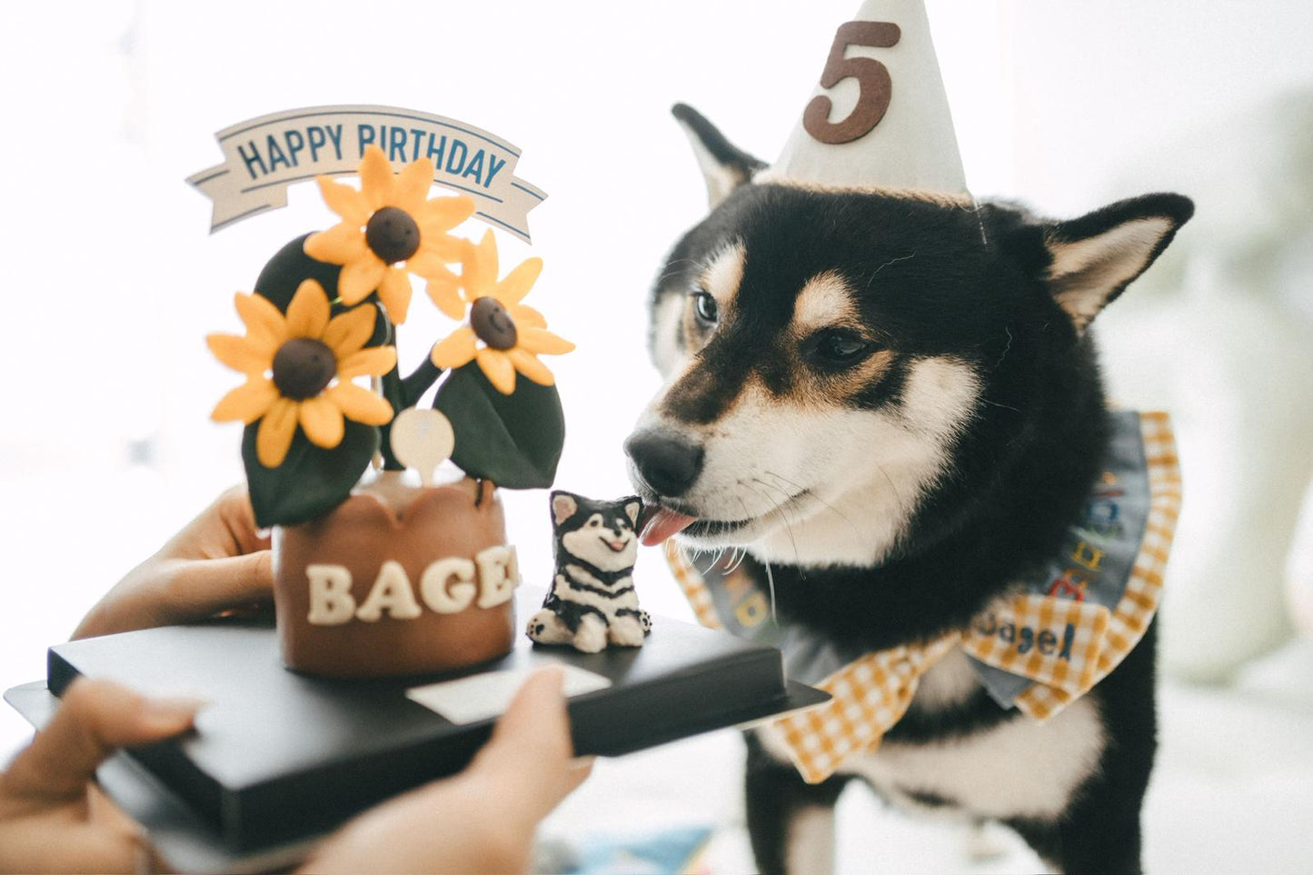 BESPOKE 3D CAKE // pet cake