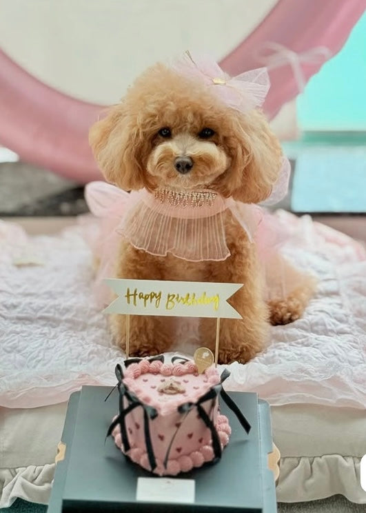 BESPOKE FLAT CAKE // pet cake