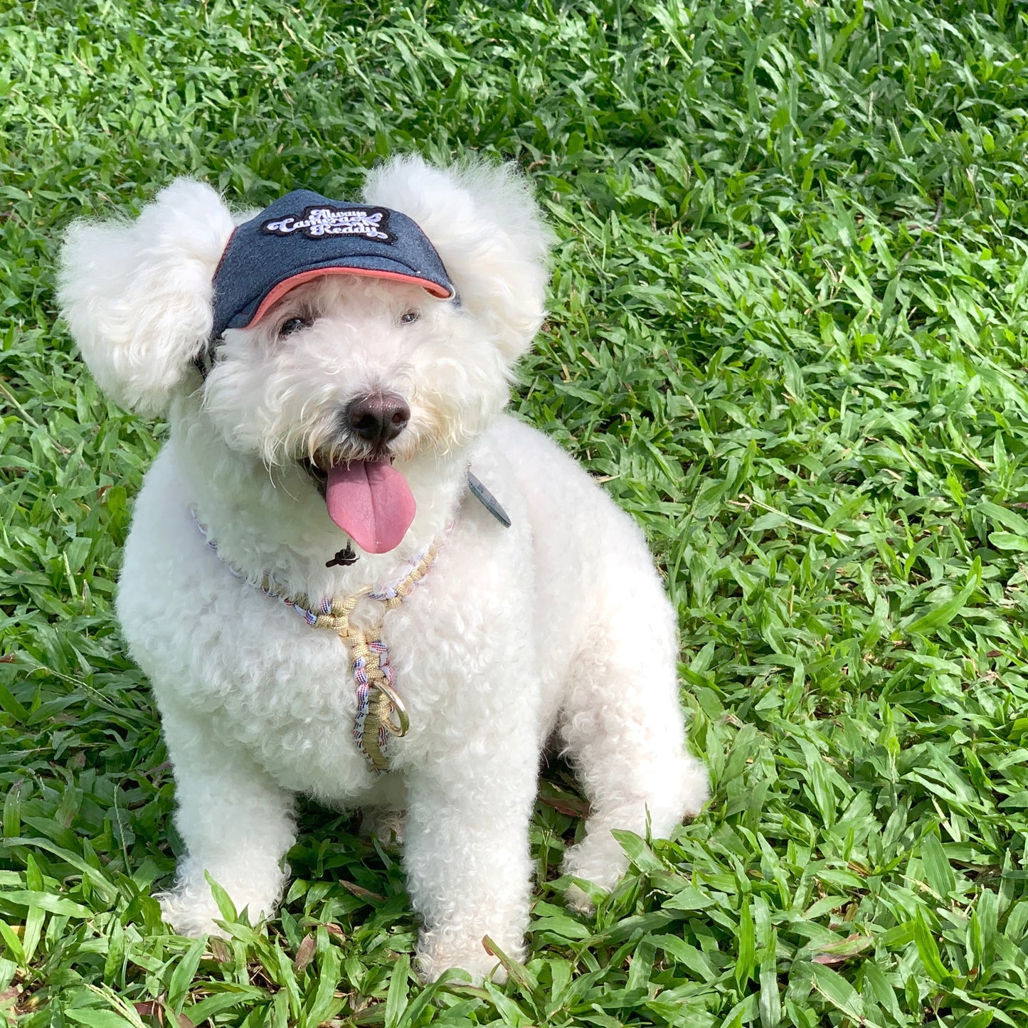 Blueberry Blue x Coral Pink // dog hat