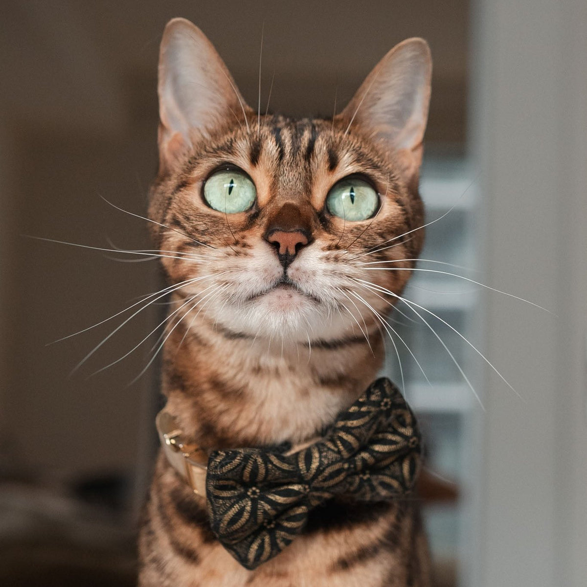 CLEMATIS NOIR // collar