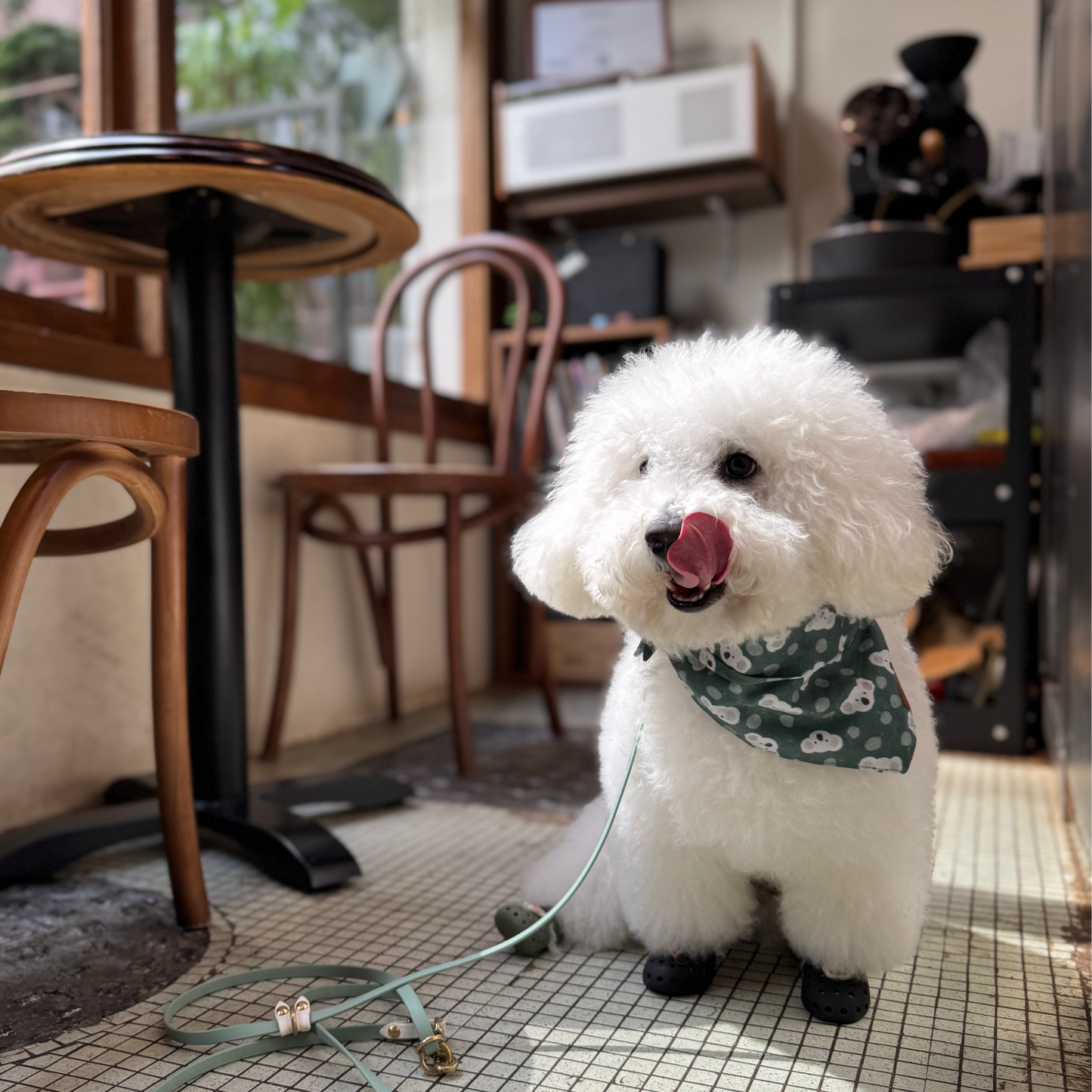 KOALA & EUCALYPTUS // bandana