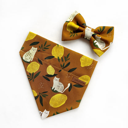 LEMON TABBY // bandana