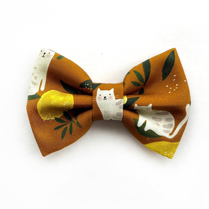 LEMON TABBY // bow