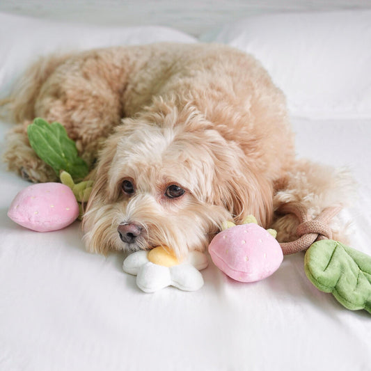 STRAWBERRY VINE // tug toy