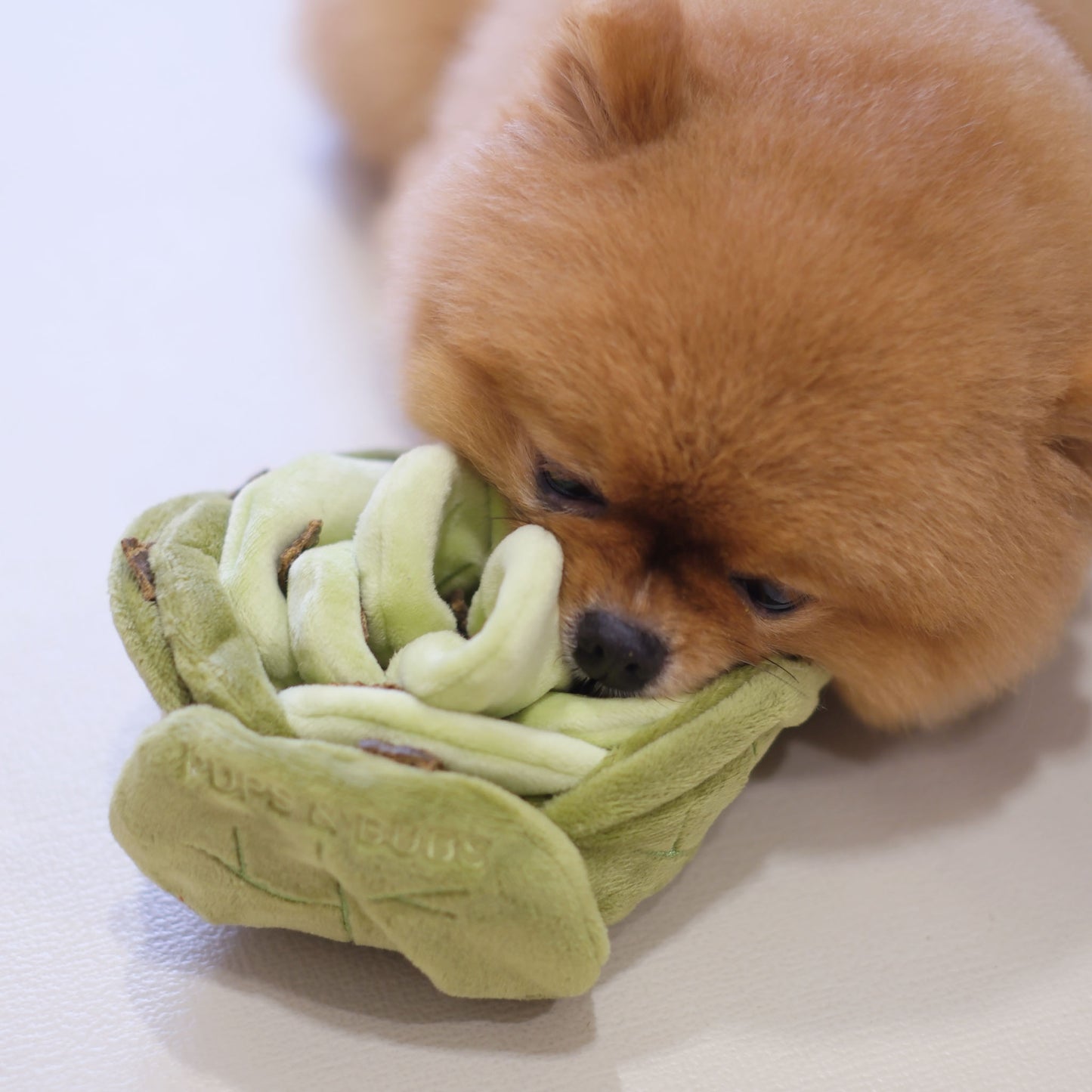 CABBAGE // nosework toy