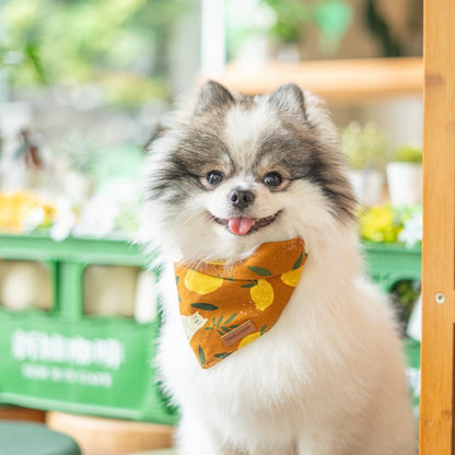 LEMON TABBY // bandana