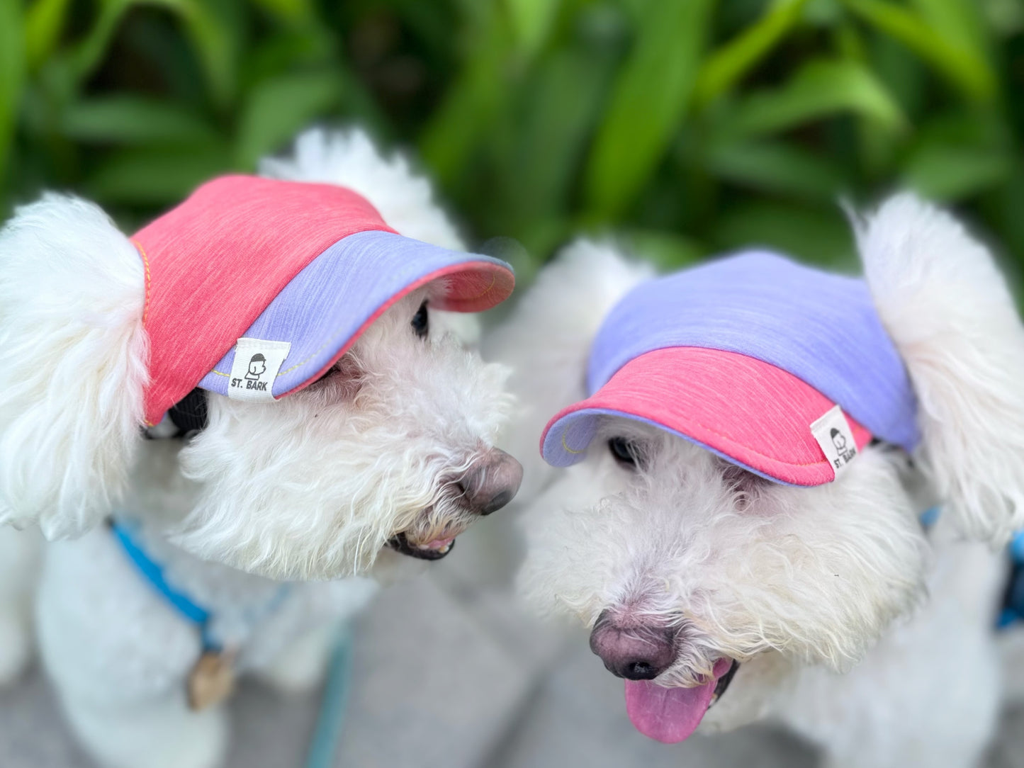 Sweet Violet x Coral Pink // dog hat