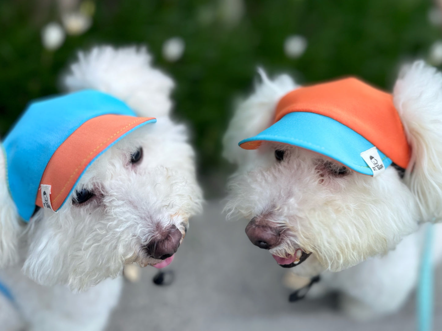 Happy Tangerine x Oceana Blue // dog hat