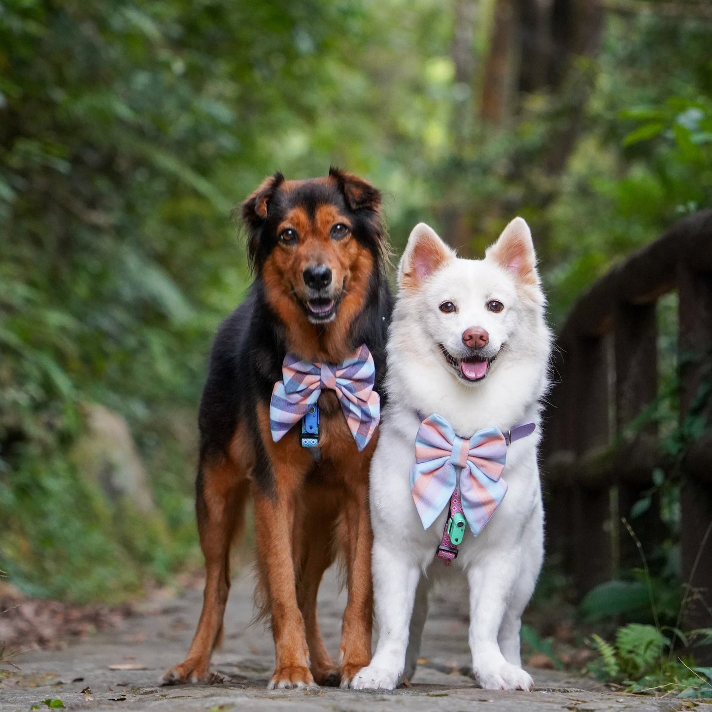 PHUKET STRIPE // bow