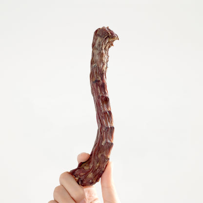 Duck Neck // 硬頸鴨鴨