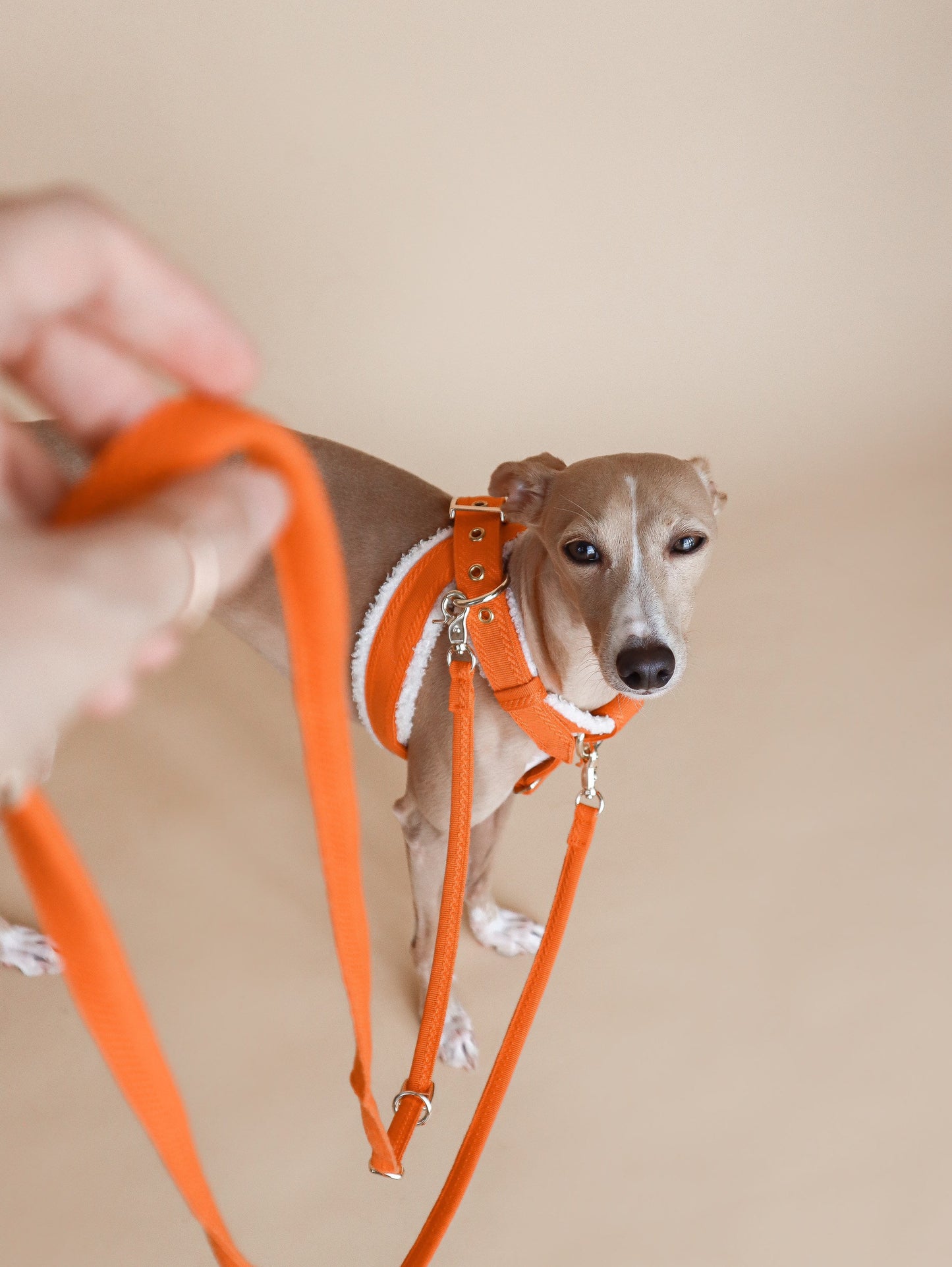 LINJE // convertible fine leash