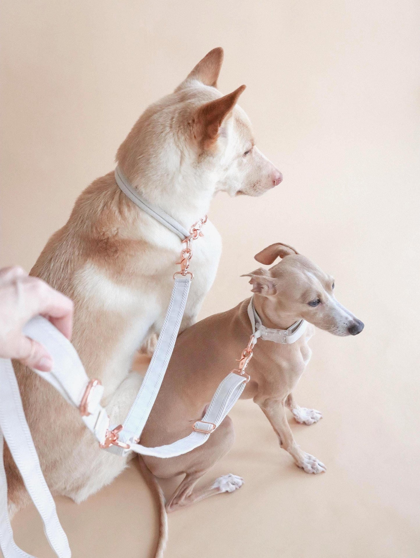 FUTAGO // crossbody coupler leash