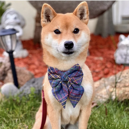 COTTON KNIT EVERLYN // bow