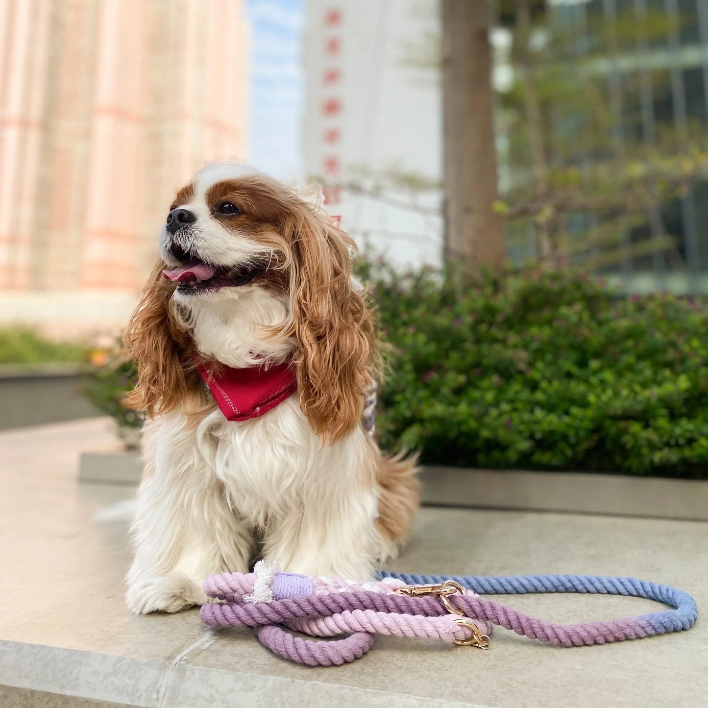 Dog with a crossbody long leash