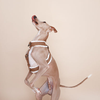 whippet dog wearing fluffy handcrafted harness