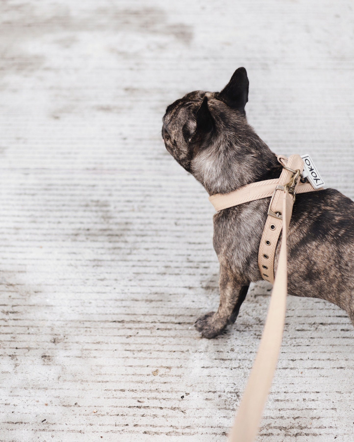 French bulldog wearing the plain harness