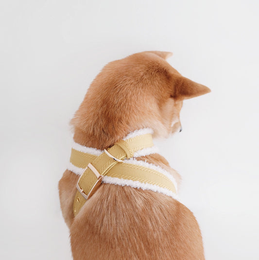 shiba wearing fluffy harness in mustard colour