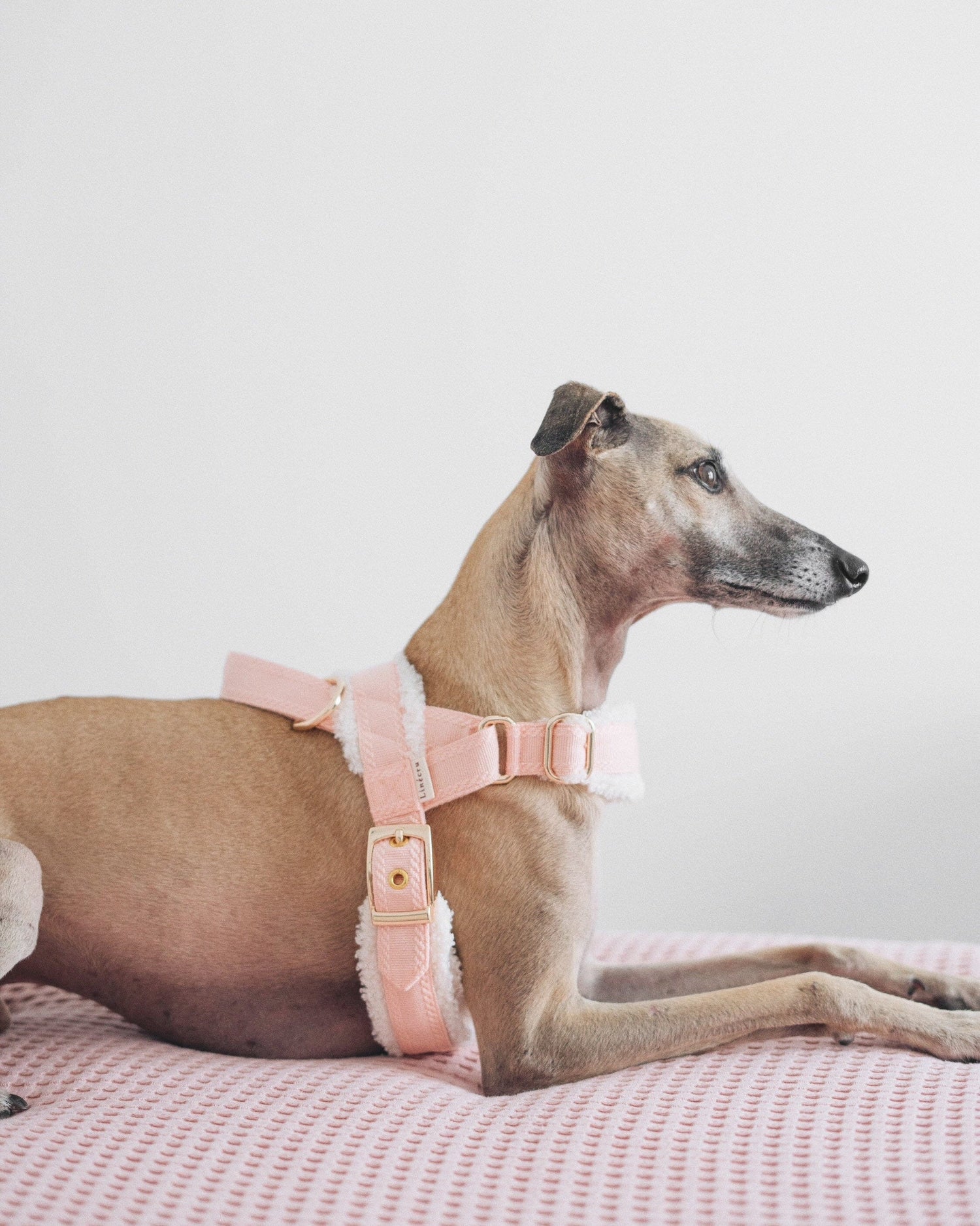 Short haired dog wearing the fluffy A harness