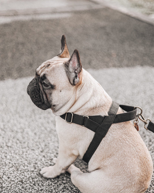 French bulldog wearing the plain A harness